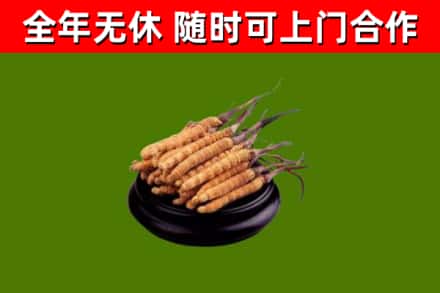 虎门镇回收散虫草