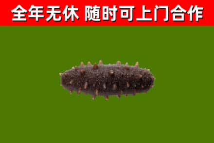 虎门镇回收海参干